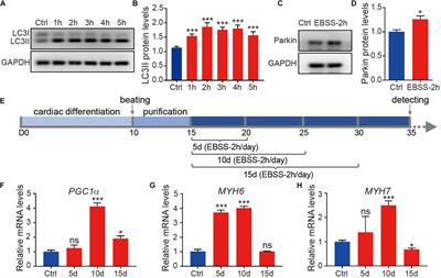 Intermittent Starvation Promotes Maturation of Human Embryonic Stem Cell-Derived Cardiomyocytes